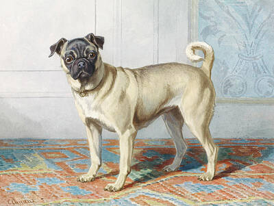 Portraits Royalty-Free and Rights-Managed Images - Portrait of Edwin Vom Raths Pug by Conradijn Cunaeus