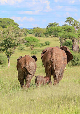 Gaugin - Portrait of family of elephants walking away by Michelle Silke