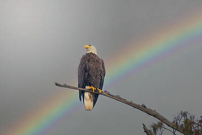 Landmarks Photos - Pot of Gold - American Bald Eagle by Steve Rich
