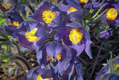 Science Collection Rights Managed Images - Prairie Crocus Bunch Royalty-Free Image by Cathy Mahnke