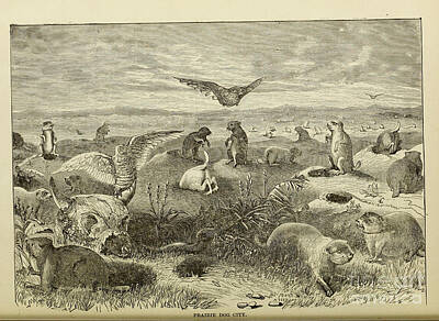 City Scenes Drawings - Prairie Dog City c4 by Historic Illustrations
