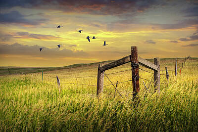 Polar Bears - Prairie Field with Fence with Flying Geese at Sunset by Randall Nyhof