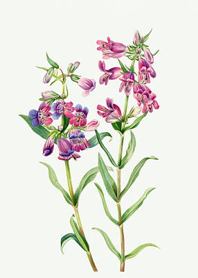 Florals Drawings - Prairie Pentstemon by Mary Vaux Walcott