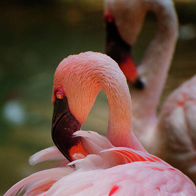 Holiday Greeting Cards 2019 - Preening Flamingos by Rob Hemphill
