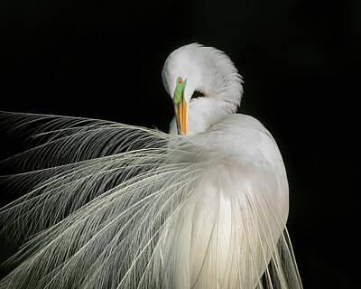 Whimsical Animal Illustrations - Preening Great Egret by CR Courson