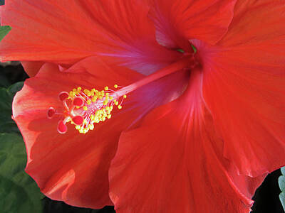 Garden Signs - President Hibiscus. Hibiscus Rosa-Sinensis President by Connie Fox