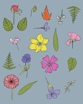 Floral Drawings Rights Managed Images - Pressed Flowers Royalty-Free Image by Roberta Murray