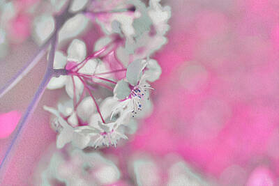 Grimm Fairy Tales - Pretty Pink Backdrop of Flowers  by Lucia Vega
