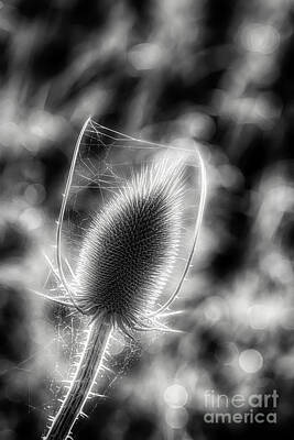Abstract Flowers Photos - Prickly beauty 2 by Veikko Suikkanen