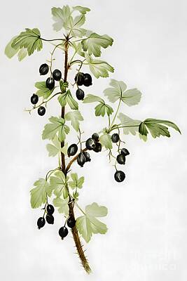 Modern Sophistication Minimalist Abstract - Prickly Currant Ribes lacustre  by From Natures Arms