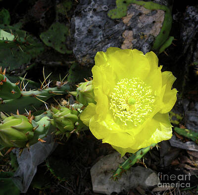 Adventure Photography - Prickly Pear Beauty by Pamela Johnson Design