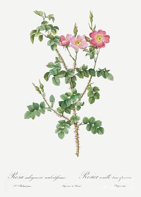 Roses Paintings - Prickly Sweet Briar Rose with Dusty Pink Flowers, Rosa rubiginosa aculeatissima from Les Roses 1817 by Shop Ability