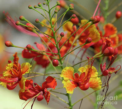 Digital Animal Illustrations Aaron Blaise - Pride of Barbados plant by Art By Margaret