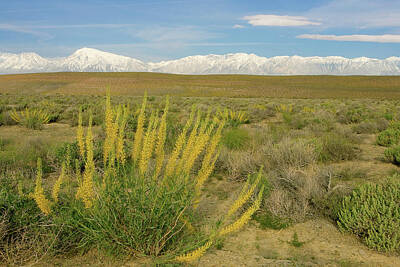 Lipstick - Princes Plume and Mount Tom - Spring Wildflowers Owens Valley Eastern Sierra California by Ram Vasudev
