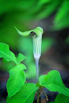 Royalty-Free and Rights-Managed Images - Pristine Jack in Pulpit Among by Douglas Barnett