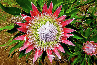 Dandelions Rights Managed Images - Protea Study 4 Royalty-Free Image by Robert Meyers-Lussier