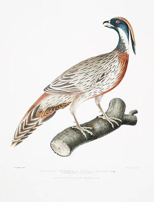 Beers On Tap Rights Managed Images - Pucras Pheasant Phasianus Pucrasia from Illustrations of Indian Zoology 1830 1834 by John Edward Gra Royalty-Free Image by Arpina Shop