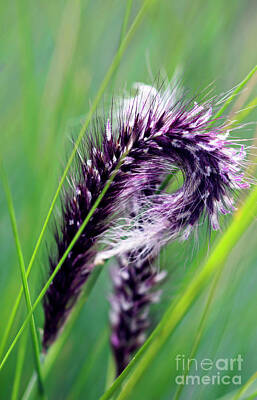Purely Purple Rights Managed Images - Puffy Spike -- Fountain Grass Royalty-Free Image by Lux Argus