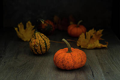 Lilies Royalty-Free and Rights-Managed Images - Pumpkins Season I Art Photo by Lily Malor