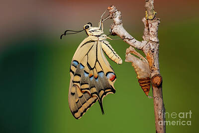 Childrens Room Animal Art - Pupa of an Old World Swallowtail v1 by Eyal Bartov