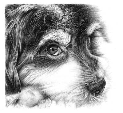Mammals Drawings - Puppy Eyes by Casey 