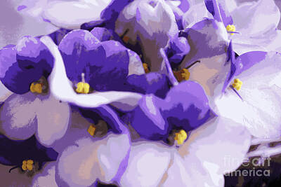 Abstract Flowers Photos - Purple and White Flower Abstract by Carol Groenen