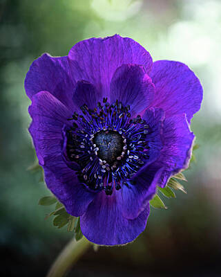 Lilies Royalty-Free and Rights-Managed Images - Purple Anemone High End Photo Artwork by Lily Malor
