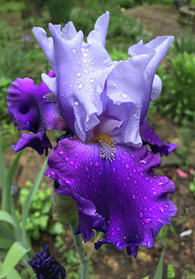 Civil War Art Royalty Free Images - Purple Bearded Iris Covered in Raindrops Royalty-Free Image by Laura Blumenstiel