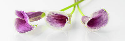 Best Sellers - Lilies Royalty-Free and Rights-Managed Images - Purple Calla Lilies high end flower photo art by Lily Malor