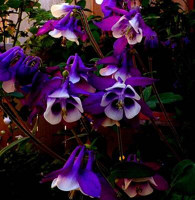 Outerspace Patenets Rights Managed Images - Purple Columbine Royalty-Free Image by Leonard Keigher