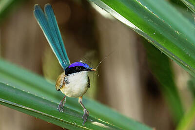 Christmas Patents Rights Managed Images - purple crowned fairy wren Boodjamulla NP DSC_5748 Royalty-Free Image by Stephen Reid