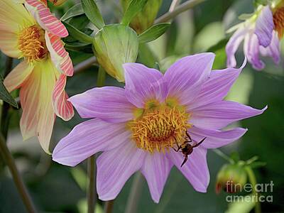 Comic Character Paintings - Purple dahlia with a bee sipping nectar  by On da Raks