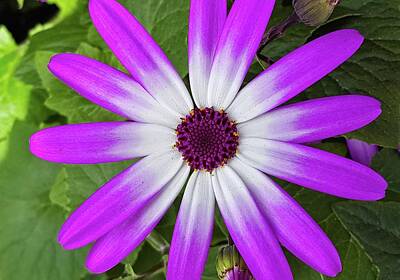 Royalty-Free and Rights-Managed Images - Purple Daisy With White Center by Douglas Barnett
