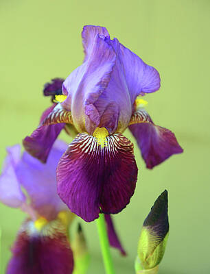 Blooming Daisies - Purple Iris 4 by Whispering Peaks Photography