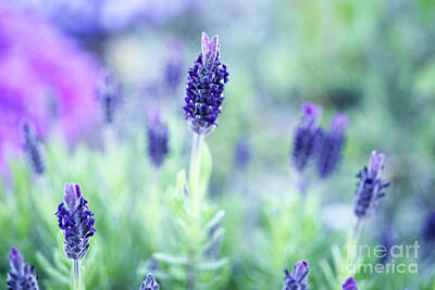 Impressionist Landscapes - Purple Lavender 0422 by Iris Richardson
