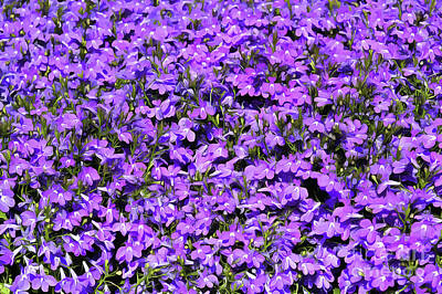 Royalty-Free and Rights-Managed Images - Purple lobelia erinus flowers by George Atsametakis