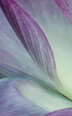 Recently Sold - Abstract Flowers Photos - Purple Lotus by Ed Sancious