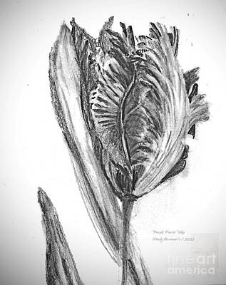 Birds Drawings - Purple Parrot Tulip by Mindy Newman