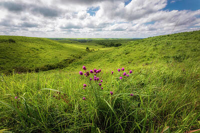 Scott Bean Royalty-Free and Rights-Managed Images - Purple Prairie Clover by Scott Bean