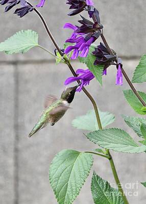 Chocolate Lover - Purple Saliva Hummingbird by Carol Groenen