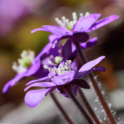 Jouko Lehto Royalty Free Images - Purple spring. Hepatica Royalty-Free Image by Jouko Lehto