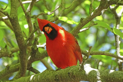 Wild Weather Rights Managed Images - Puzzled Cardinal Royalty-Free Image by Greg Boutz