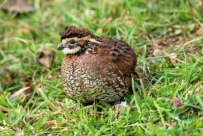 Nighttime Street Photography - Quail in the grass 4 by Dan Friend