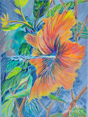 Florals Drawings - Radiant Rose of Sharon by Mindy Newman