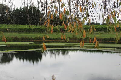 Vintage Jaquar - Raffaldini Pond In September by Cathy Lindsey