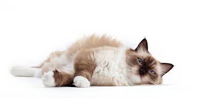 Portraits Photos - Ragdoll cat, small kitten portrait on white background by Michal Bednarek