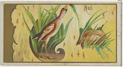 Airplane Paintings Royalty Free Images - Rail, from the Game Birds series  for Allen  Ginter Cigarettes Brands  George S. Harris  Sons Americ Royalty-Free Image by Arpina Shop