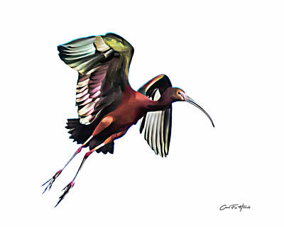 Mammals Mixed Media - Rainbow Colored Glossy Ibis by Carol Fox Henrichs
