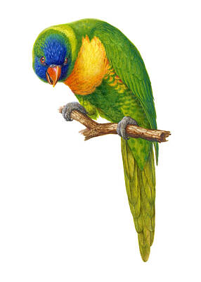 Animals Paintings - Rainbow Lorikeet by Bird Republic