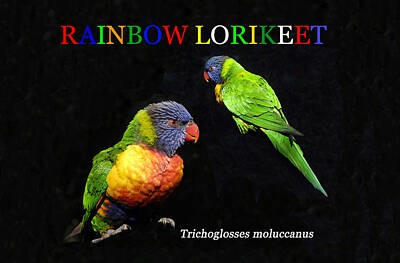 David Bowie - Rainbow lorikeet educational work B by David Lee Thompson